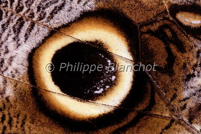 aile caligo eurilochus.JPG - Détail aile (verso), Gros plan d'ocelleCaligo eurilochusPapillon chouetteOwl butterfly wingLepidoptera, NymphalidaeGuyane